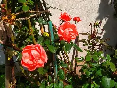 开云体育官网 -簞?晝gPd欮9_顨壋]頝Y??廾え橔癎F的简单介绍